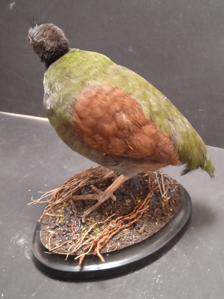 Crested Partridge, aka Roul-roul - Rollulus rouloul (with - Catawiki