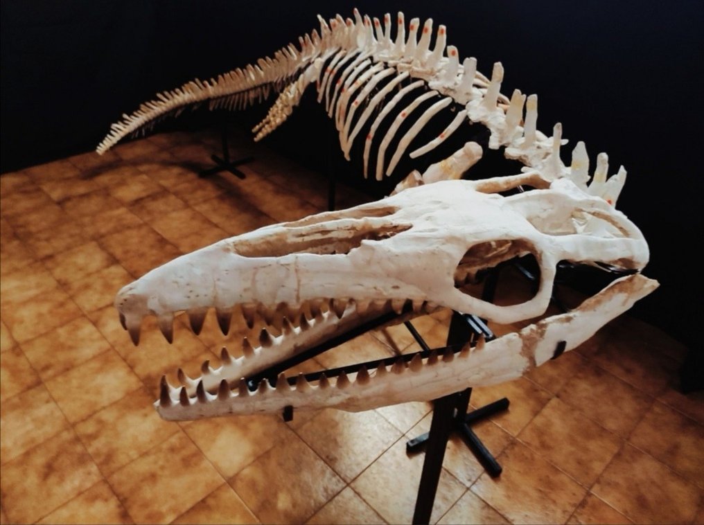 Skeleton Mosasaurus 5 Meters Eremiasaurus Catawiki