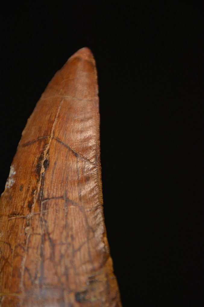 Top African Trex Fossil tooth Carcharodontosaurus saharicus Catawiki