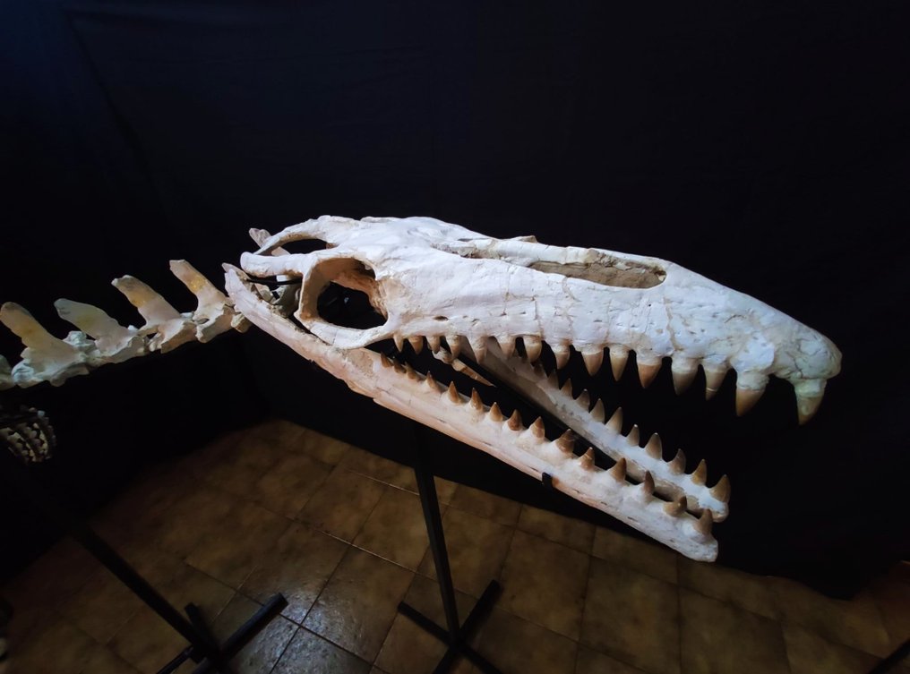 Skeleton Mosasaurus 5 Meters Eremiasaurus Catawiki