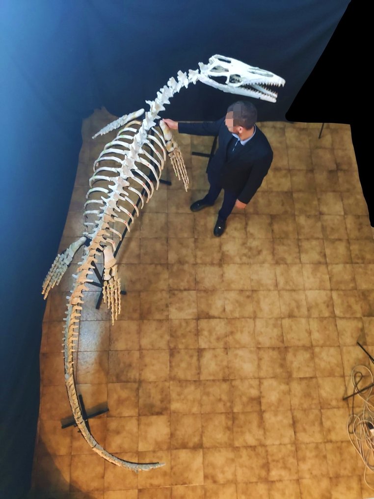 Skeleton Mosasaurus 5 Meters Eremiasaurus Catawiki