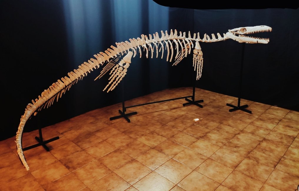 Skeleton Mosasaurus 5 Meters Eremiasaurus Catawiki