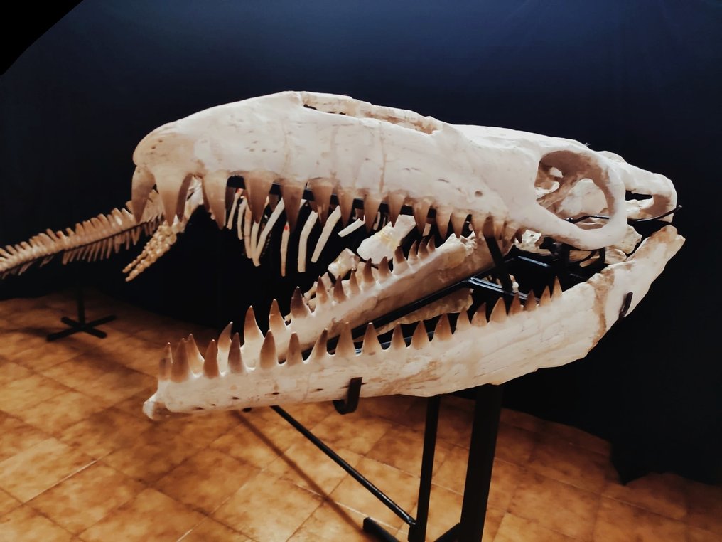 Skeleton Mosasaurus 5 Meters Eremiasaurus Catawiki