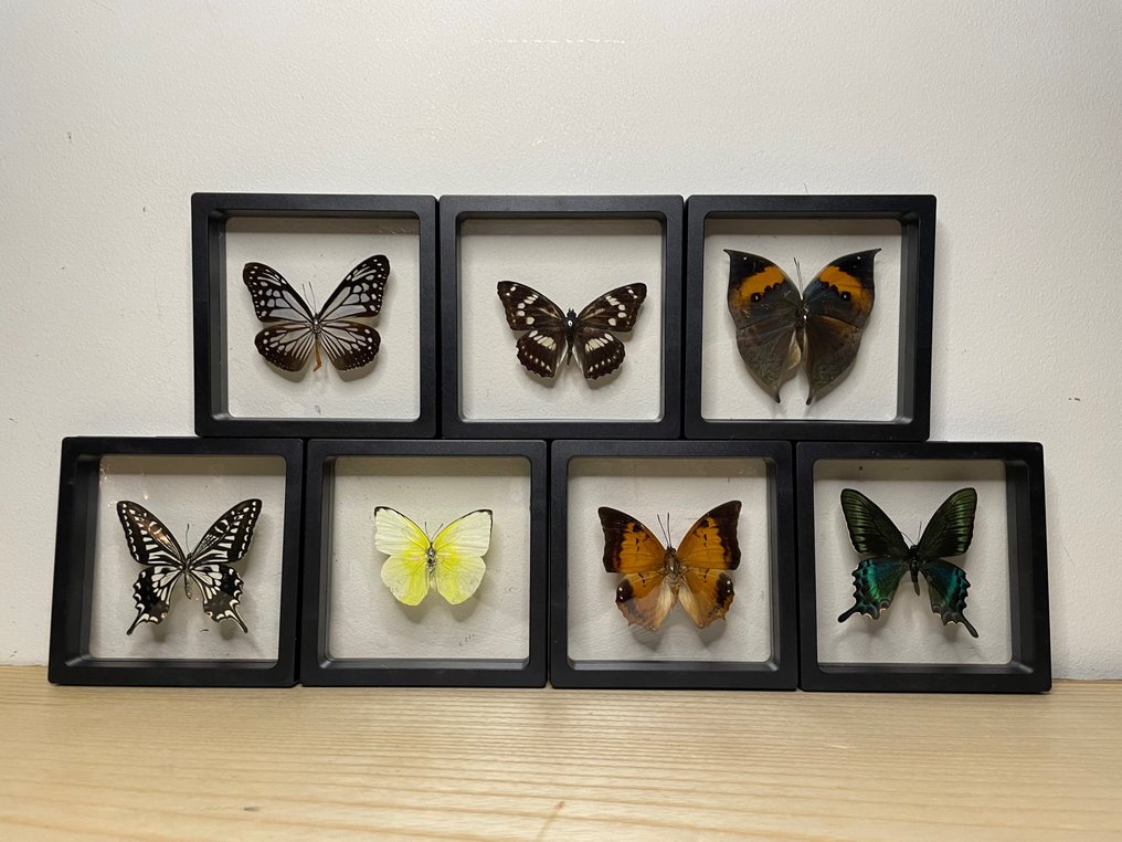 Sommerfugl gennemsigtige rammer - Lepidoptera - 11×11×2 Catawiki