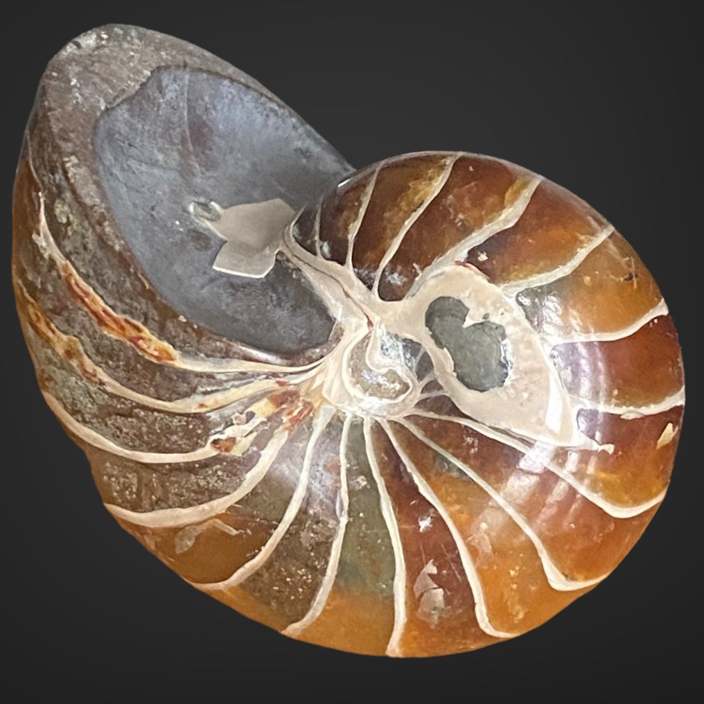 Nautilus Fossil fragment Matrix Free 52 mm 37 mm Catawiki