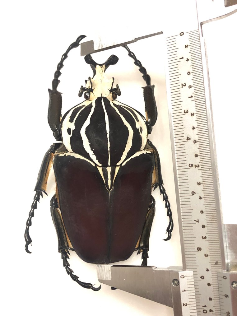 Goliath Beetles - Cacicus and G. apicalis - Goliathus - Catawiki