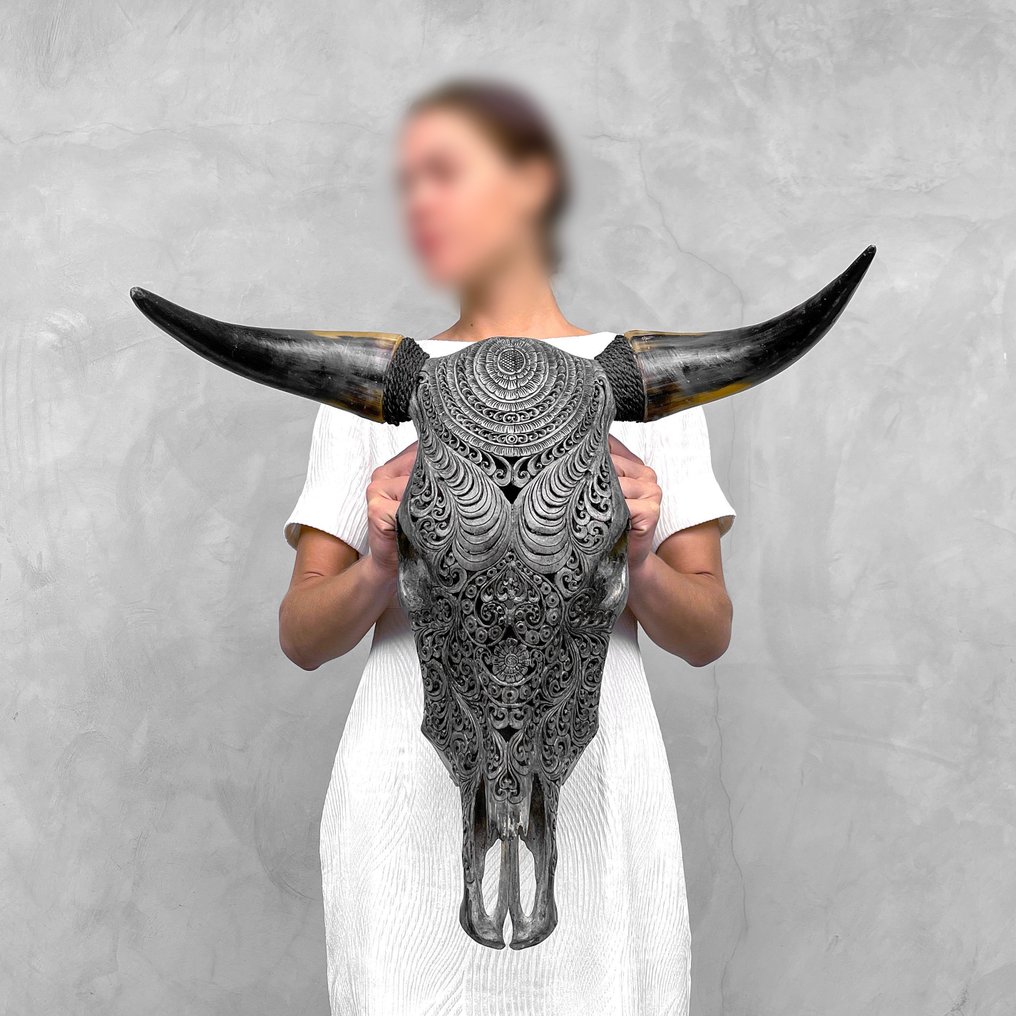 SENZA PREZZO DI RISERVA Interni Sooka Arte del teschio Autentico