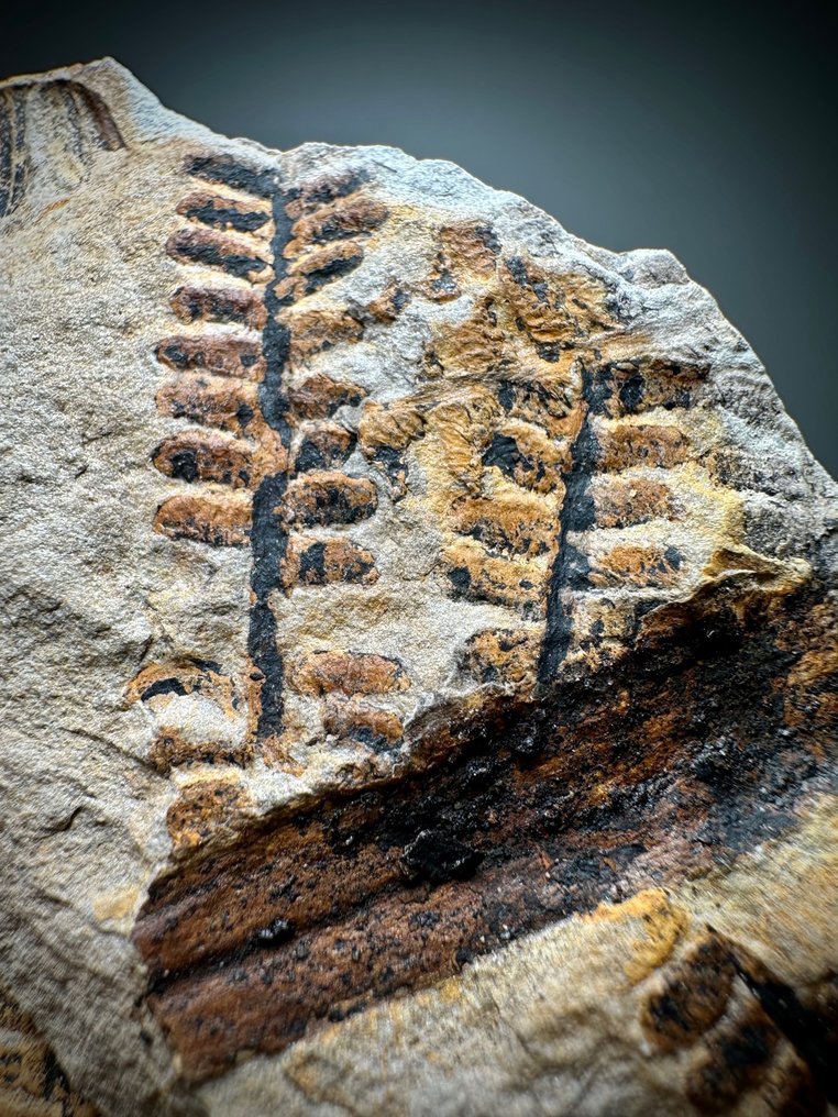 Fern Extinct Carboniferous forest Planta fosilizada Catawiki