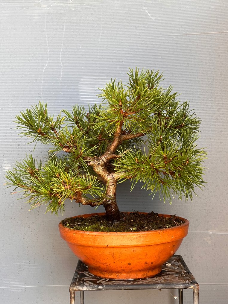 Bonsai Pinheiro (Pinus) - 25×34 cm - Portugal - Catawiki