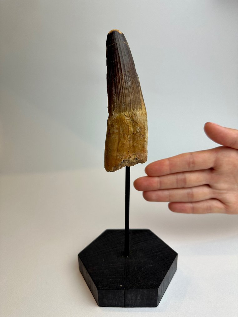 Dinosaur Fossil tooth Spinosaurus Aegyptyacus 22 cm 10 cm