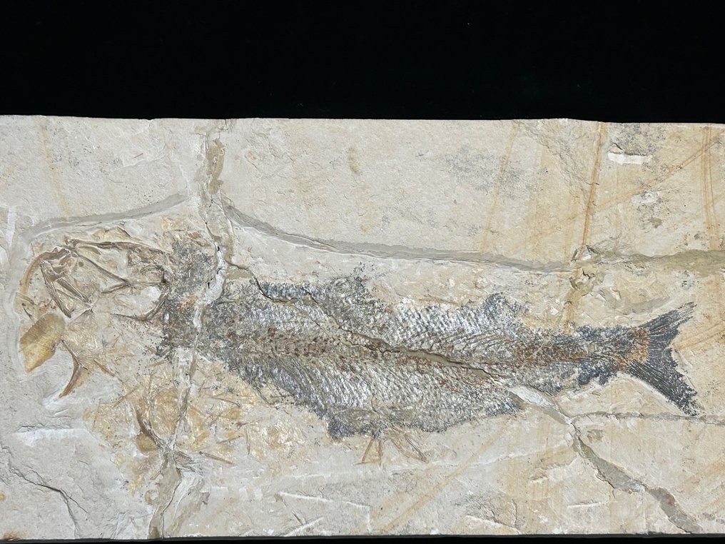 Fisch - große Platte mit fossilen Überresten von - Osteichthyes ...