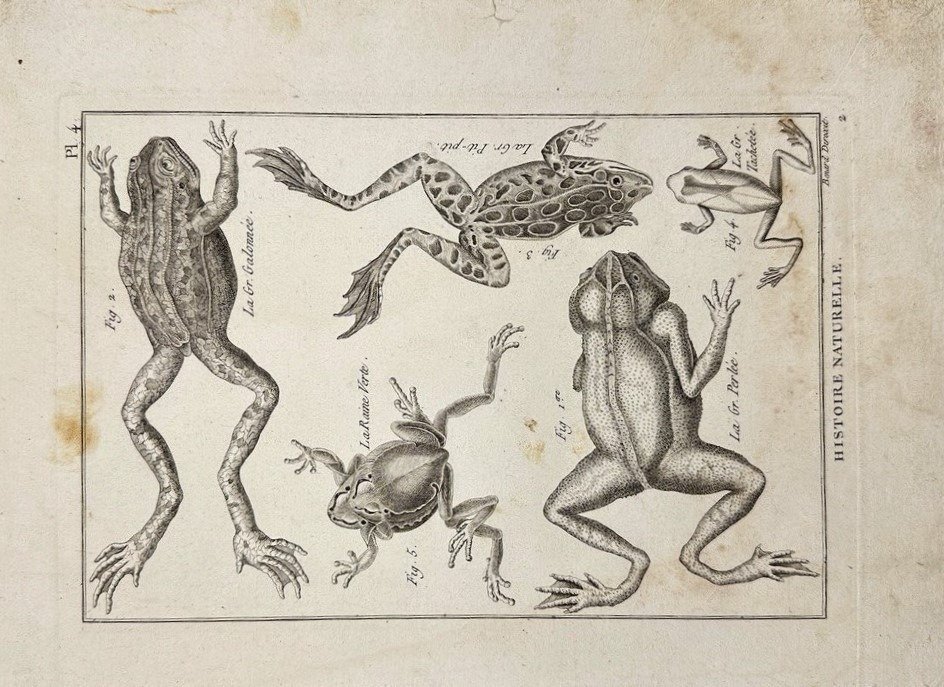 CharlesJoseph Panckoucke & Abbé Pierre Joseph Bonnaterre European