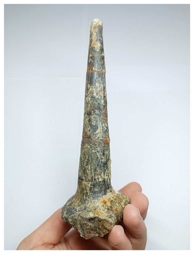 Museum Grade Unique afer Oldest Ankylosaurian Dinosaur