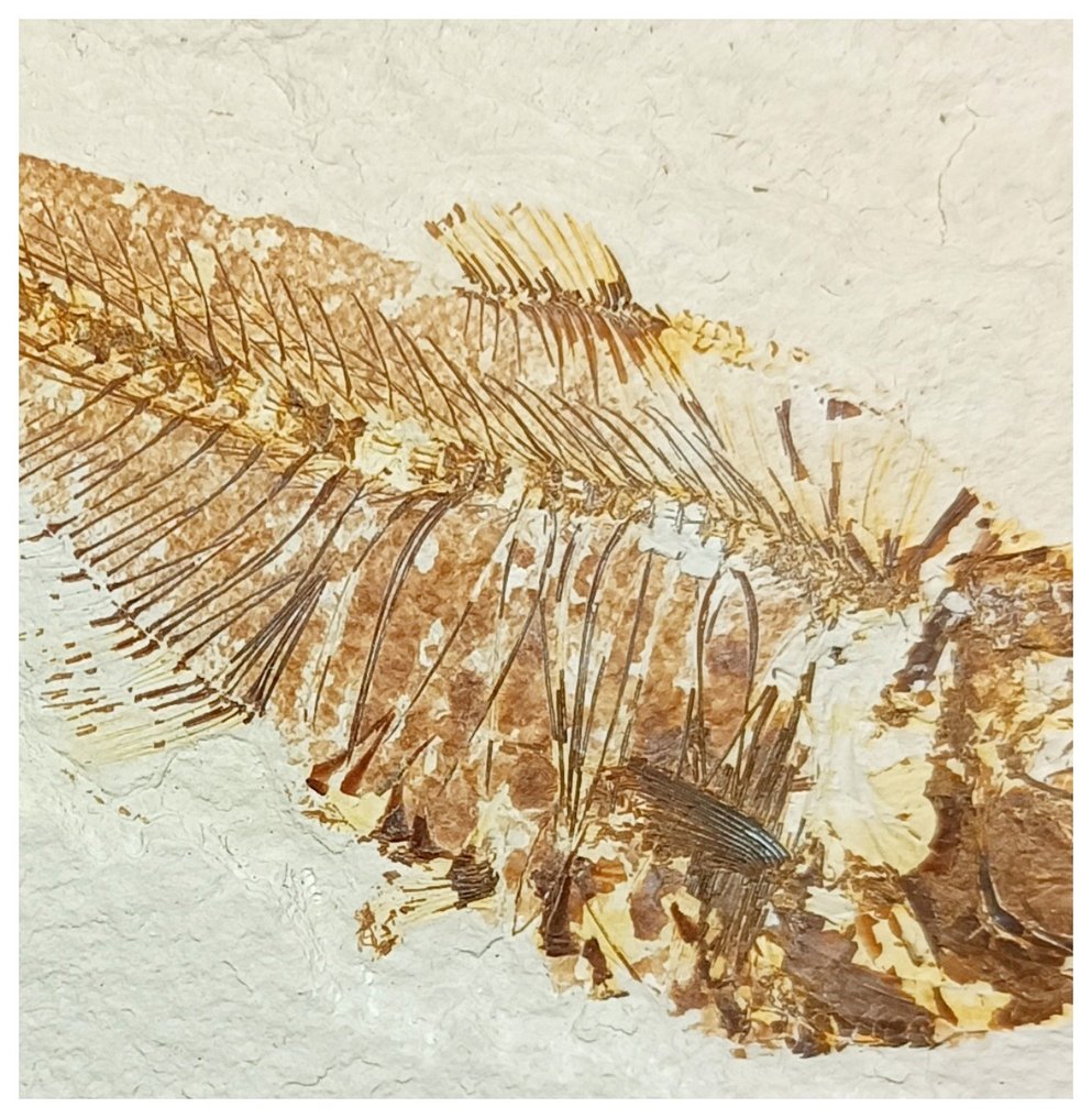 Nicely Preserved Large Diplomystus dentatus Fossil Fish Green River Fm