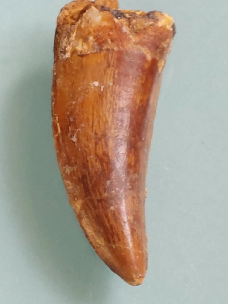 Dinosaur Fossil tooth Carcharodontosaurus sp. 6 cm Catawiki