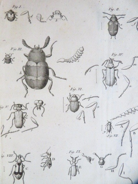 ÉtienneLouis Geoffroy Histoire abrégée des insectes; dans laquelle