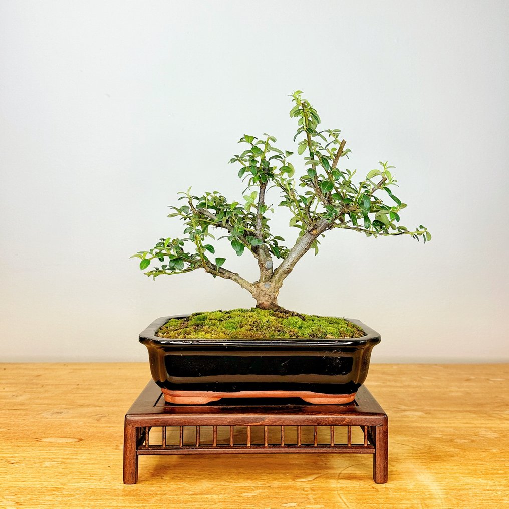 Cotoneaster bonsai Height (Tree) 30 cm Depth (Tree) 25 cm