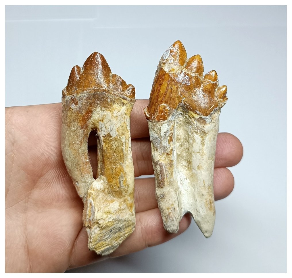 Schönes Set mit 2 gut erhaltenen Backenzähnen des Basilosaurus