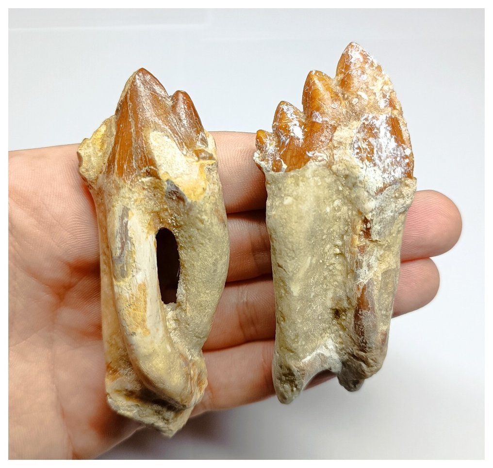 Schönes Set mit 2 gut erhaltenen Backenzähnen des Basilosaurus