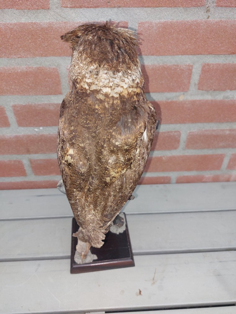 Rajah Scops Owl Taxidermi helmontering Otus brookii solokensis