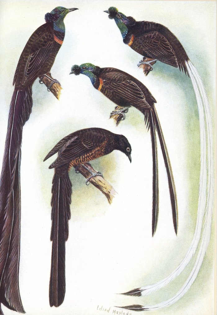 Tom Iredale/ Lilian Medland Tom Iredale Birds of Paradise and