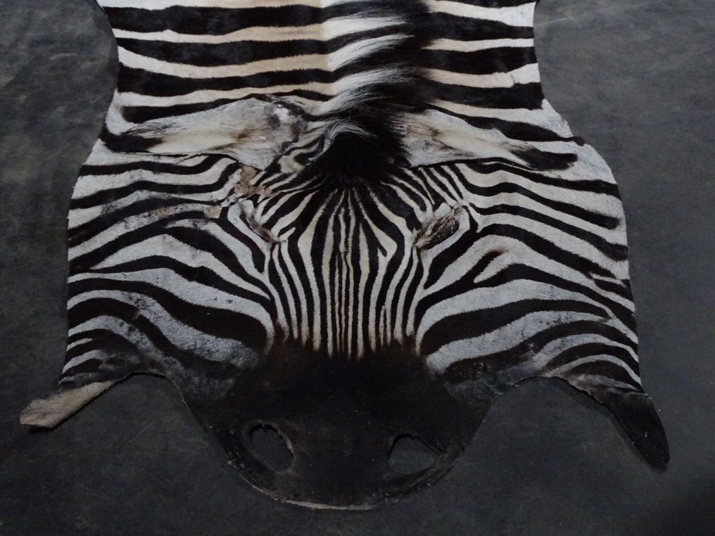 afrikaanse Zebrahuid Rug 185 cm 325 cm Catawiki