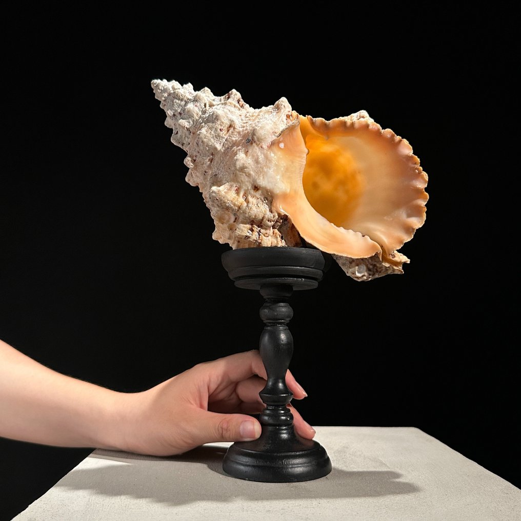 NO RESERVE PRICE - Intricately Conch Shell on a custom stand Sea shell ...