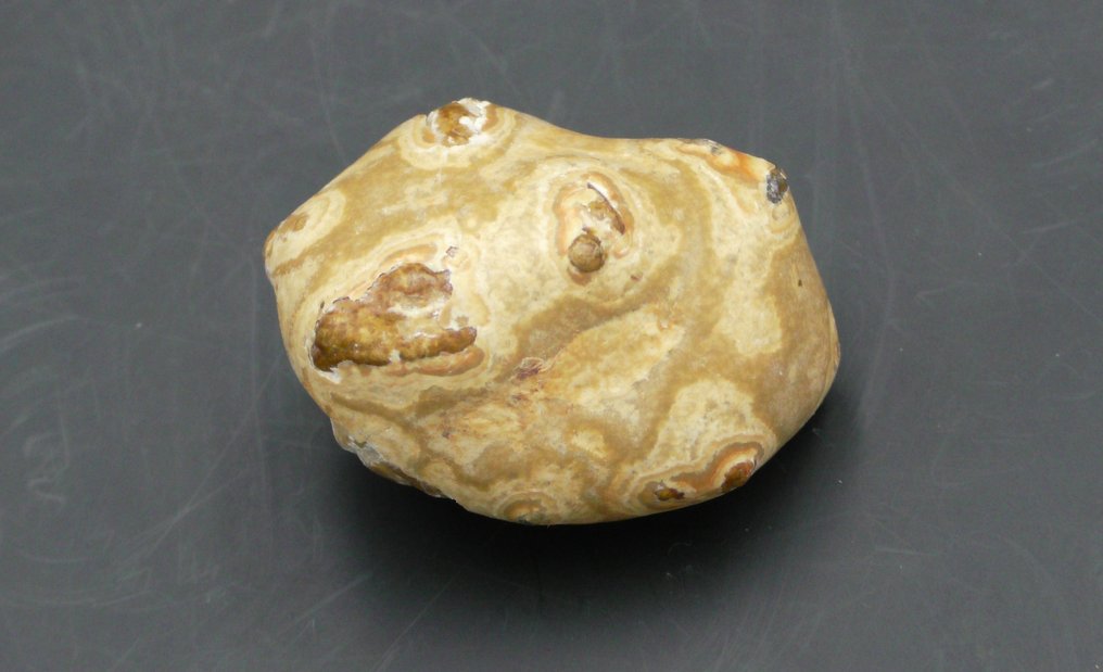 Magical Animal Bezoar Stone on Gold Leaf Metal Base With Certificate