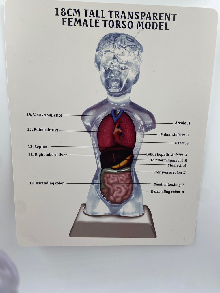 Modello anatomico (1) - plastica - Scheletro - 1990-2000 - Catawiki