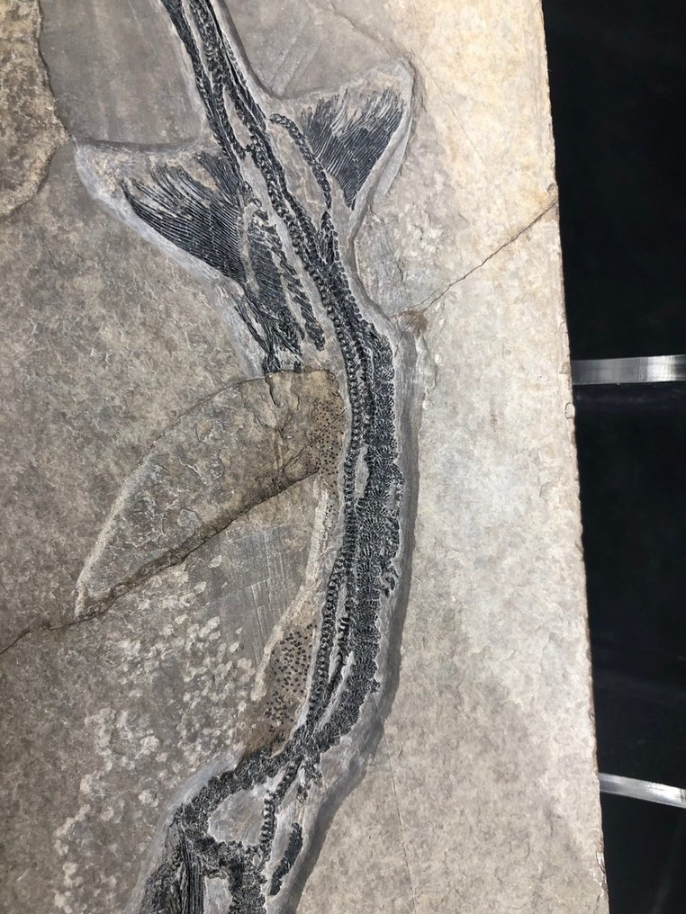 Fish Fossilised animal Saurichthys 19 cm Catawiki