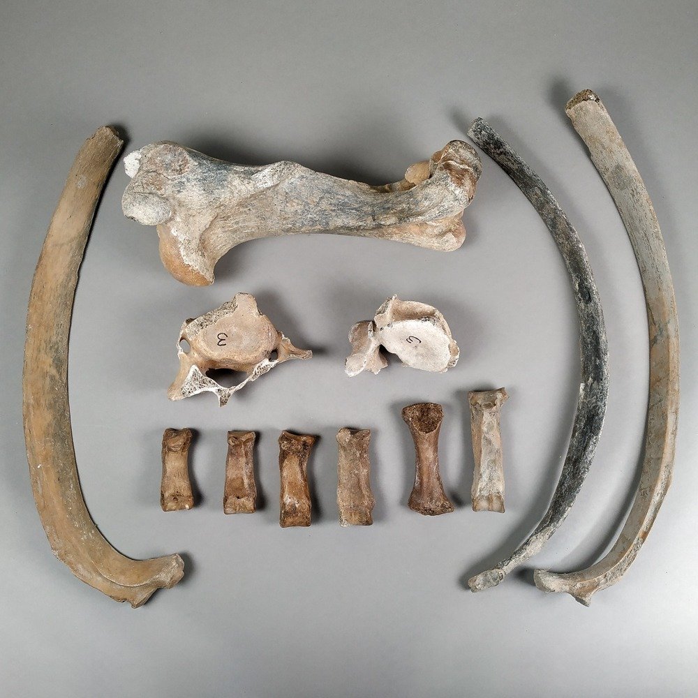 Malagasy Hippopotamus Fossil bone Hippopotamus lemerlei Catawiki