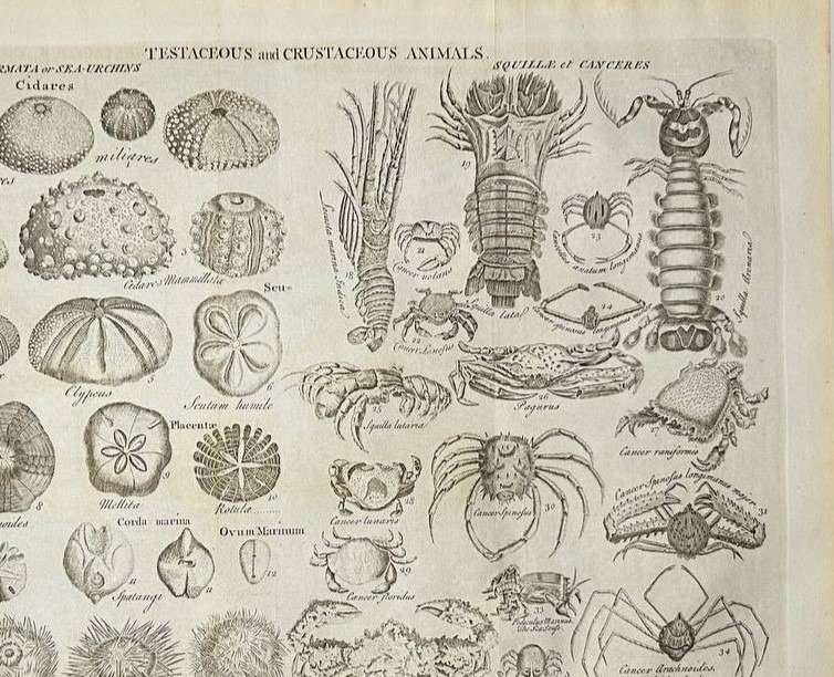 Ephraim Chambers Rare Engraving Various Testaceous and Crustaceous