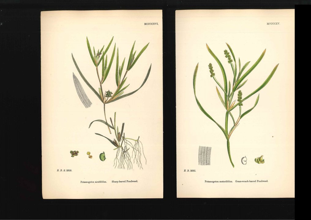 James Sowerby James Sowerby set of 22 prints hand colored from