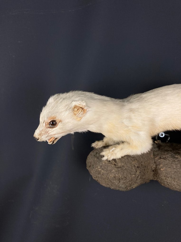 Common Stoat in white winter coat Taxidermy full body mount Mustela