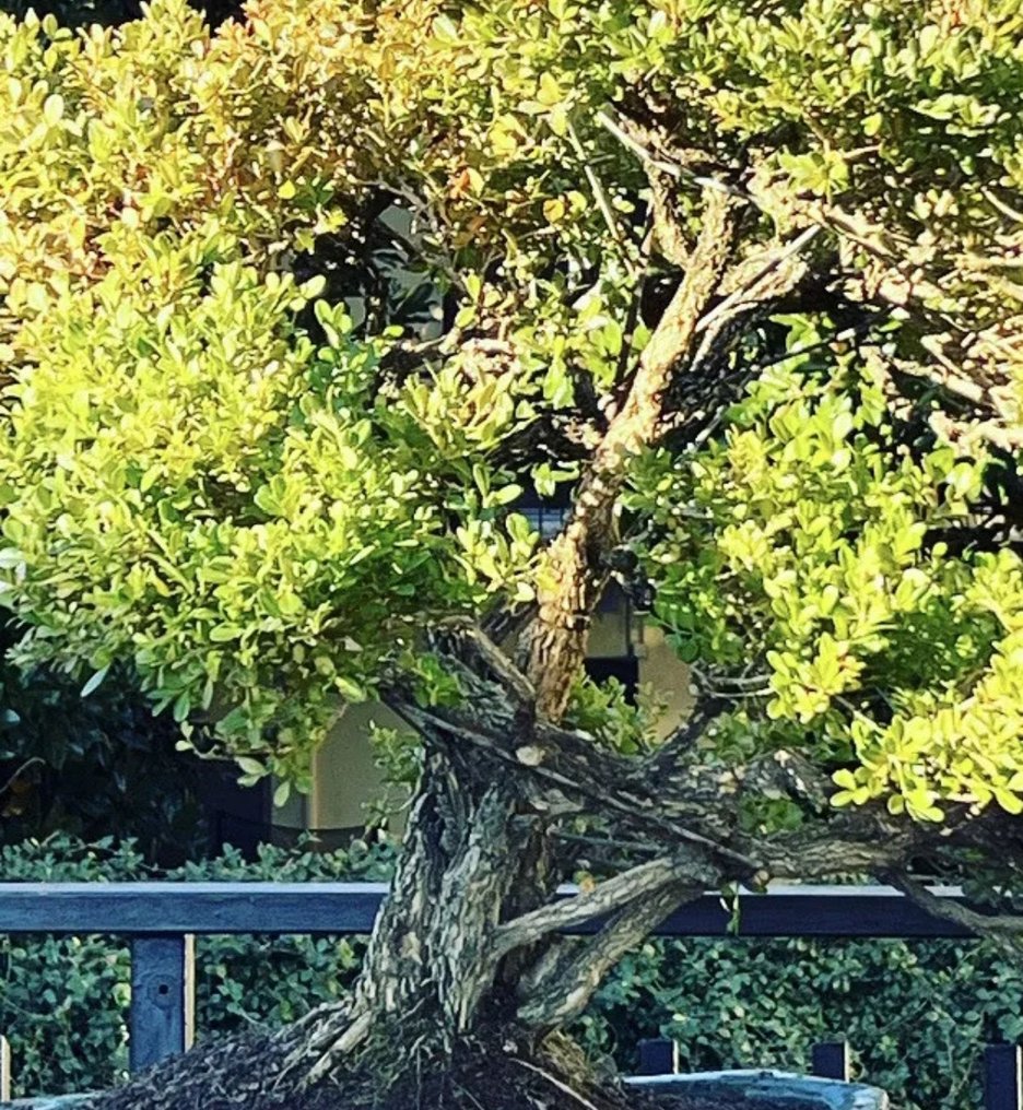 Bonsai Boxwood. Buxus Master Bonsai. Height (Tree) 100 cm Depth