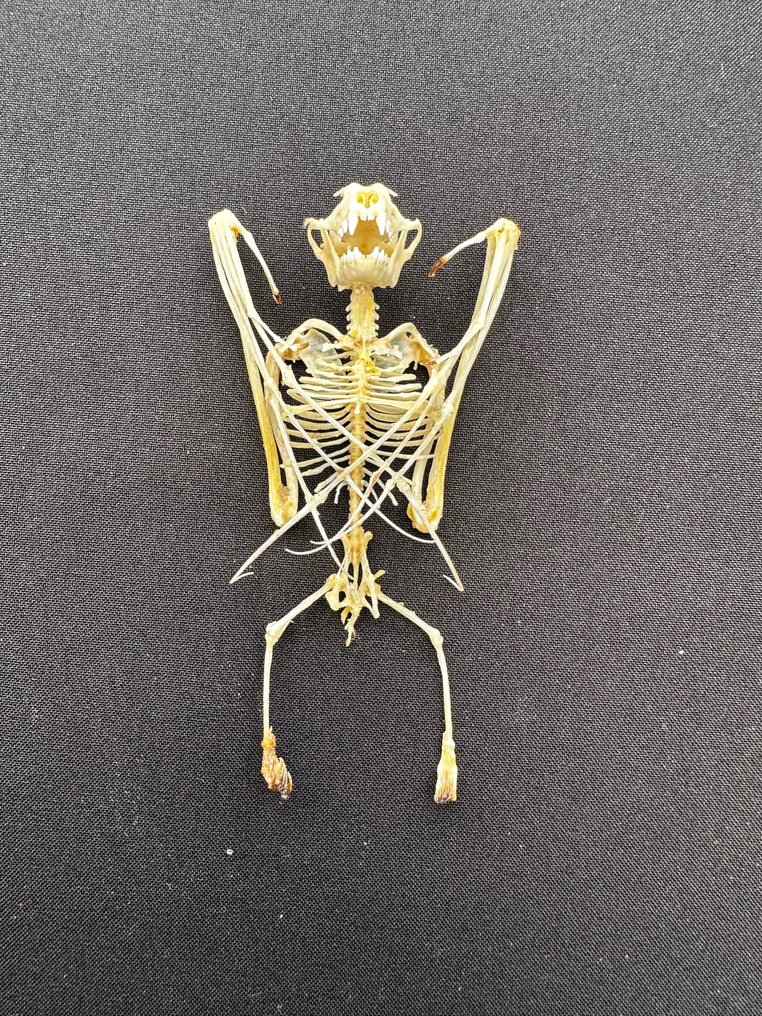 fruit bat skeleton