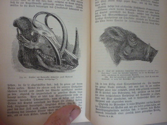 Charles Darwin / Gärtner Die Abstammung des Catawiki