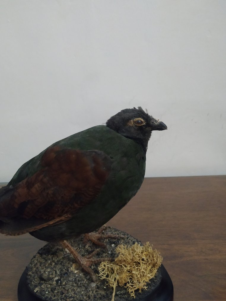 Crested Partridge, aka Roul-roul - Rollulus rouloul - - Catawiki