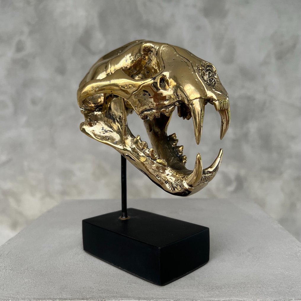 sculptuur, NO RESERVE PRICE - Polished Bronze Snow Leopard Skull on