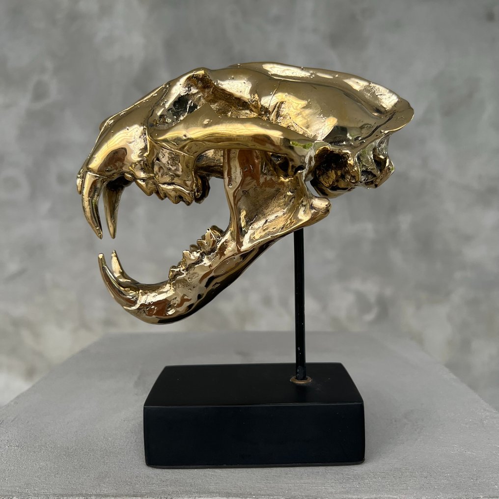 Sculpture, NO RESERVE PRICE - Polished Bronze Snow Leopard Skull Stand