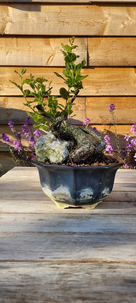 Quercus suber bonsai (kurkeik) 22×15 cm Netherlands Catawiki