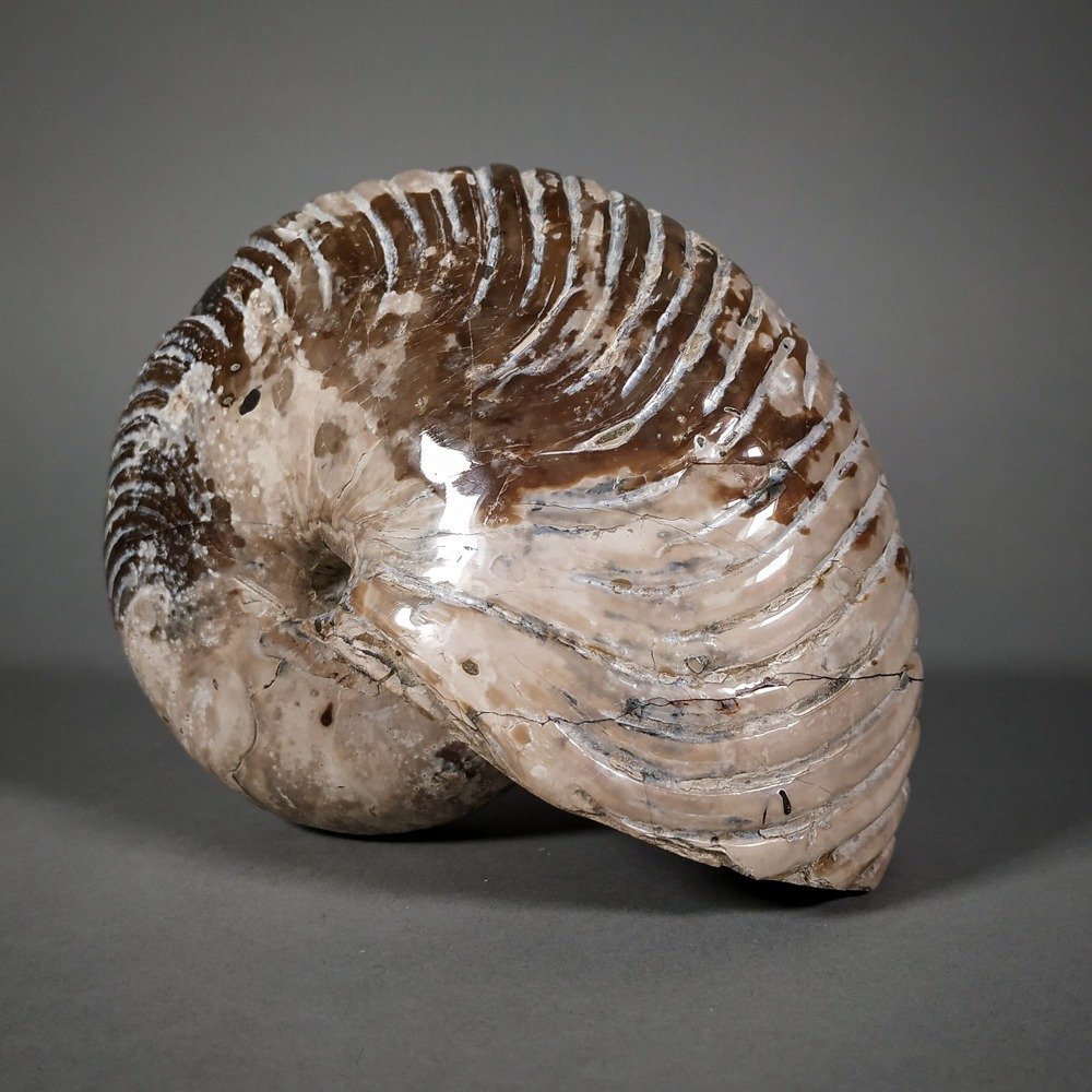 Nautilus mit roten Reflexen Cymatoceras sp. 12.5×9.1×10 cm Catawiki