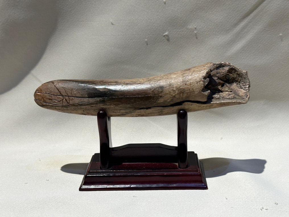 Ivory Tusk For Sale