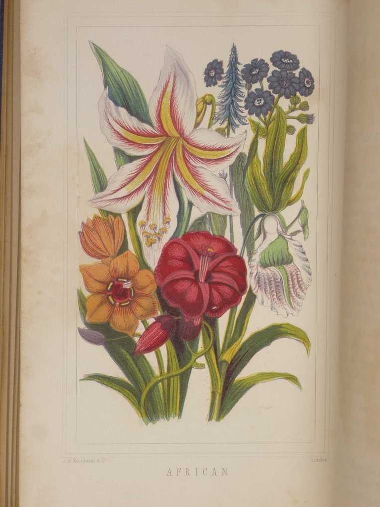 Anonymous Flowers from many lands 1860 Catawiki