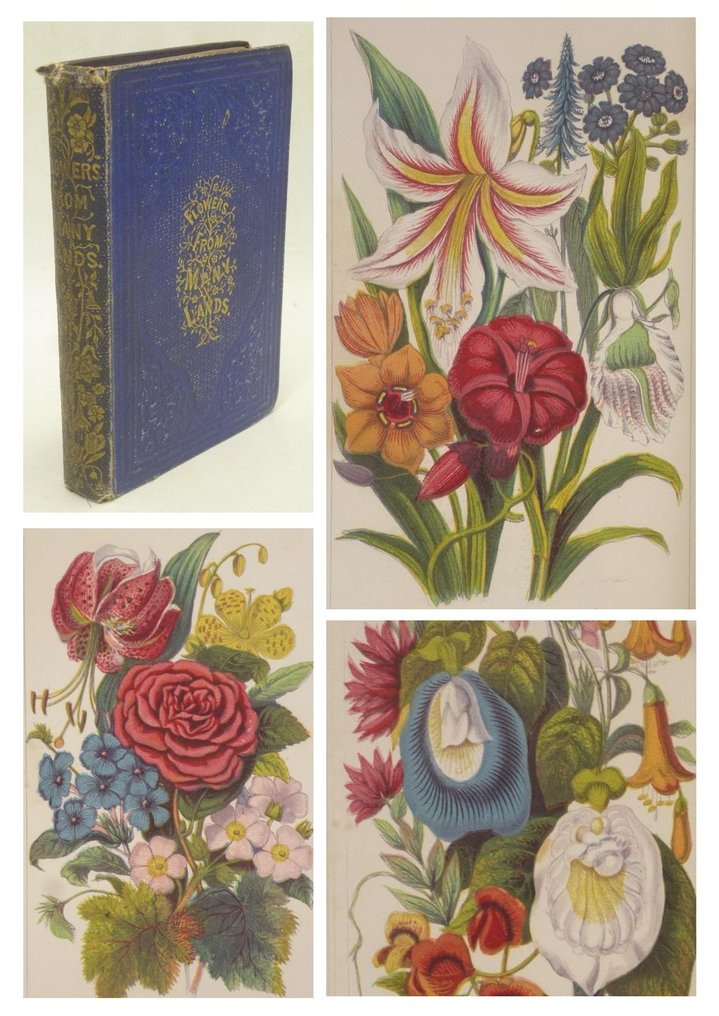 Anonymous Flowers from many lands 1860 Catawiki