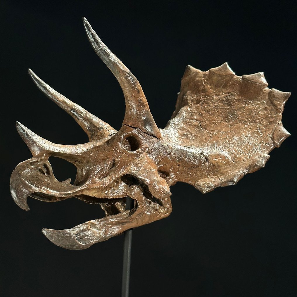 Triceratops skull outlet price