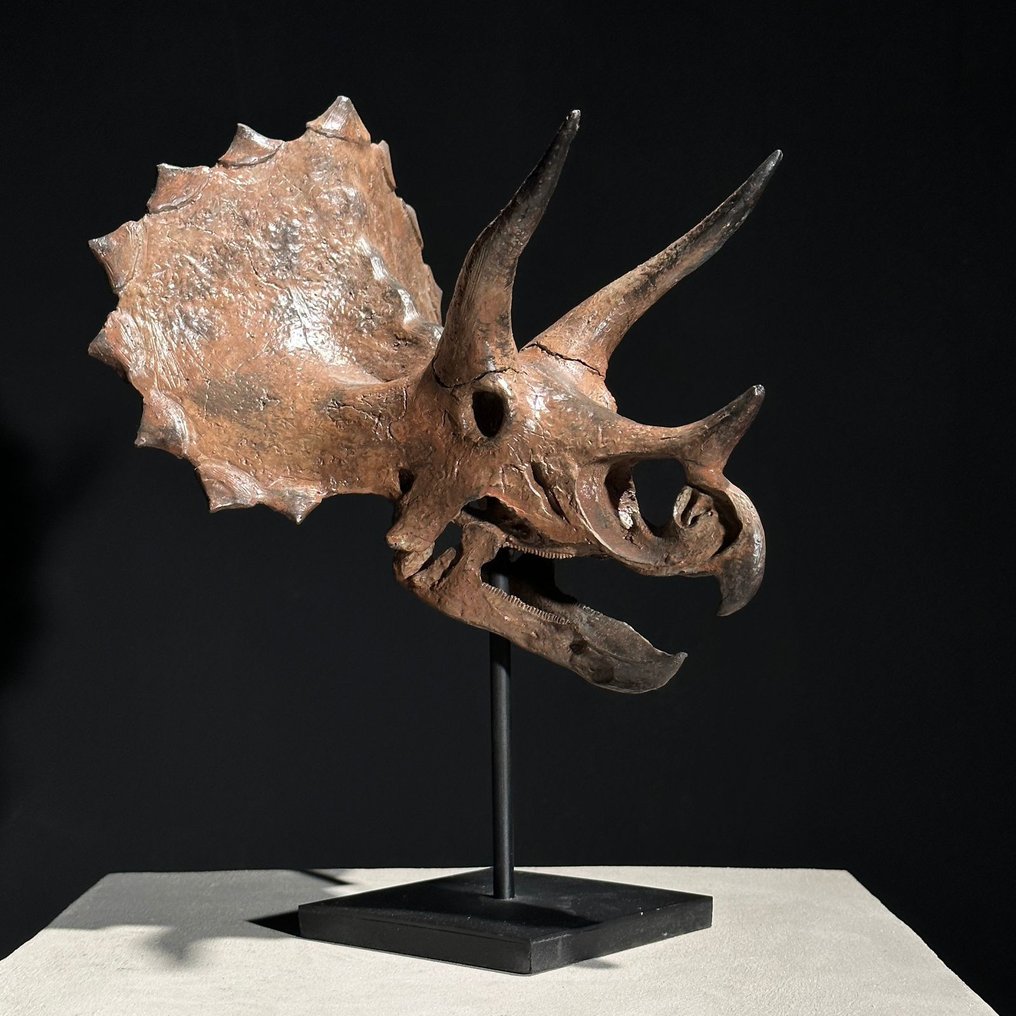 Triceratops store skull price