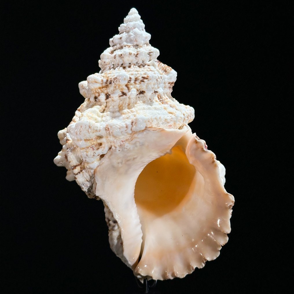 AUCUN PRIX DE RÉSERVE - Coquille de conque complexe sur support  personnalisé - Coquillage marin - Triplofusus giganteus - Catawiki