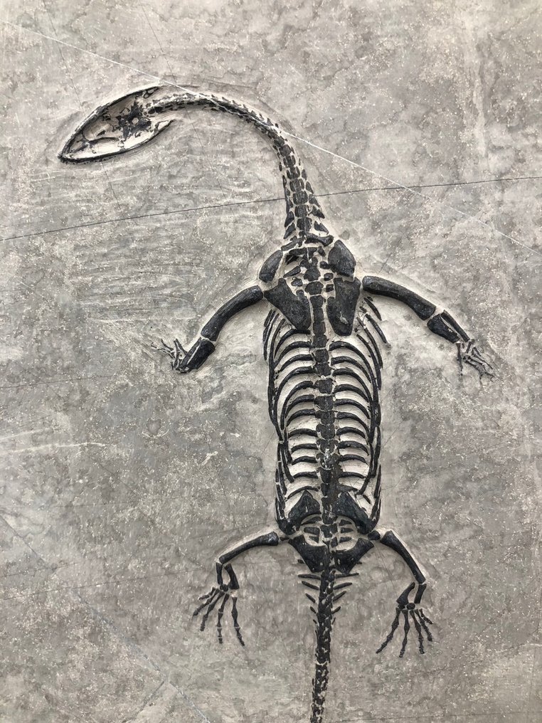 Marine reptile - Fossil matrix - Keichousaurus sp. - 23 cm - 15.5 cm ...