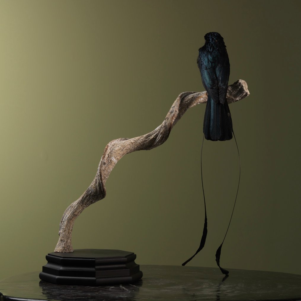 Lesser Rackettailed Drongo Taxidermy full body mount Dicrurus